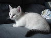 Fluffernutter