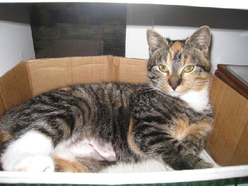Tia - ADOPTED 08/31/12!!!