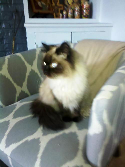 Tessa-adopted!