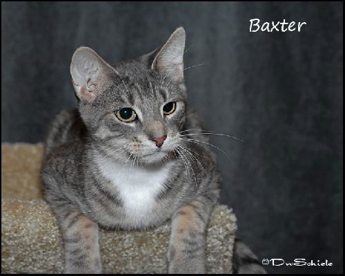 Baxter