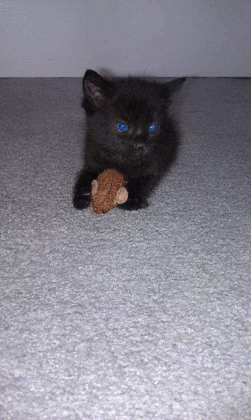 Fiona-Adopted!