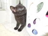 Fiona-Adopted!