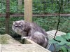 Greta - Barn Cat