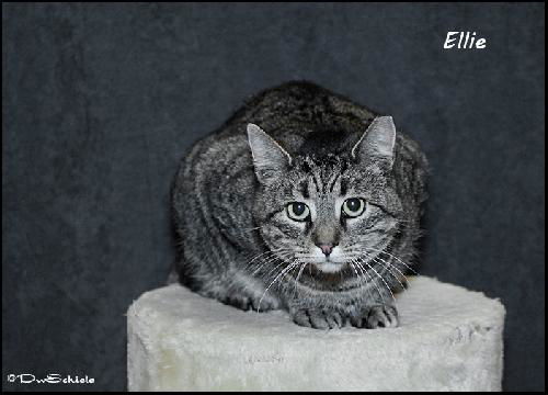 Ellie