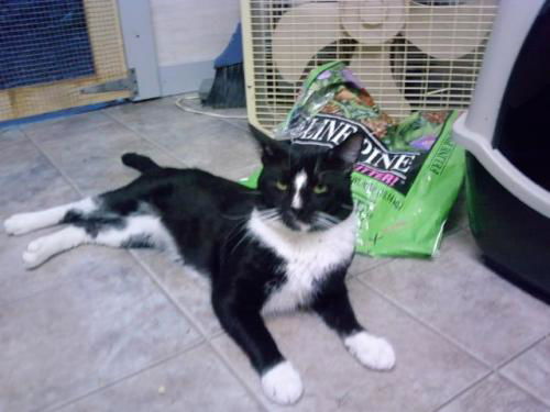 Jeeves-Adopted
