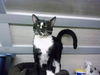 Jeeves-Adopted
