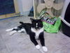 Jeeves-Adopted
