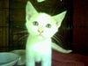 Bambi-Adopted!