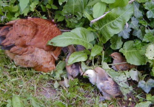 Bantam Chicks and