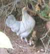 Bantam Chicks and