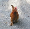 Bantam Chicks and
