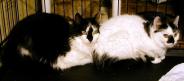 Barn Cats
