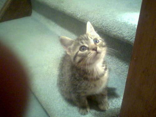 Bashful-Adopted