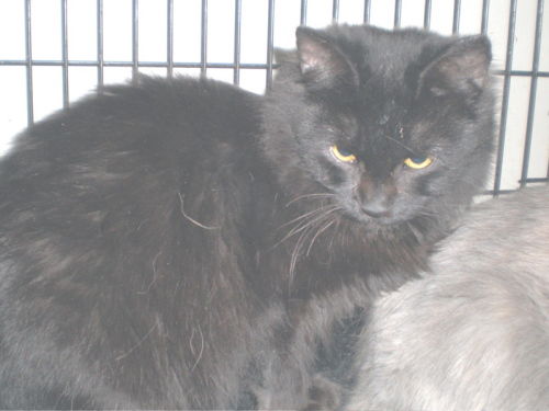 Bear-Adopted!