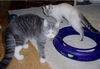 Calista- Pending Adoption!