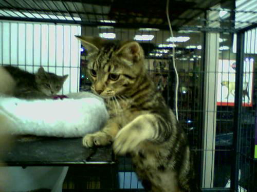 Catherine-Adopted!