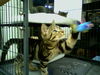 Catherine-Adopted!