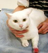 Cecil the lucky ca