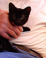 Celeste-Adopted!