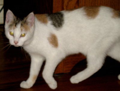 Charity-Adopted!