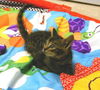 Elf-Adopted!