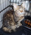 Elizabeth-Adopted!