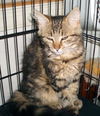 Elizabeth-Adopted!