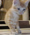 Embur