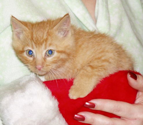 Fir-Adopted!