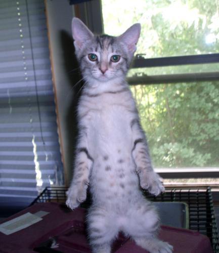 Fire-Adopted!