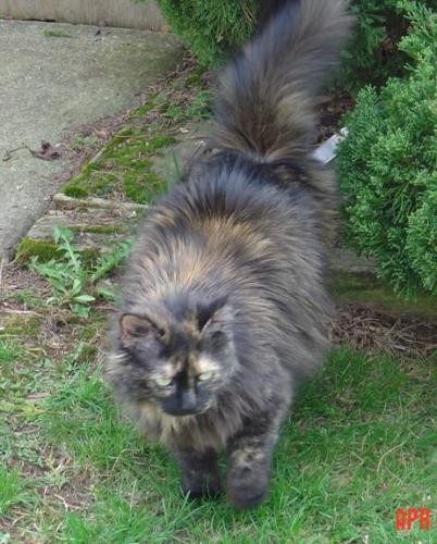 Fluffy* (ADOPTED)
