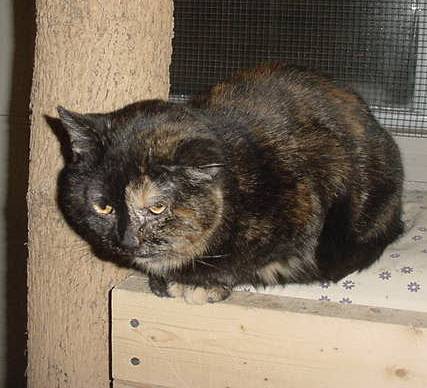 Forgotten Cats