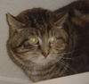 Forgotten Cats