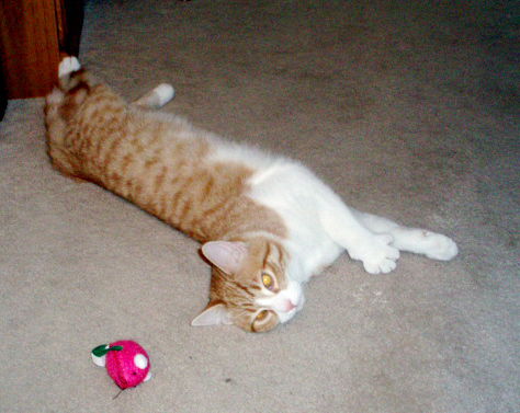Jack-Adopted!
