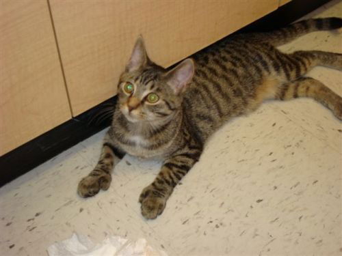Jae-Adopted!