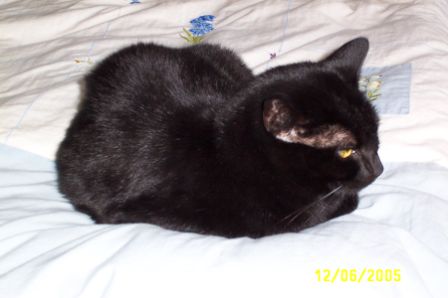 Jazzy- Owner adopt