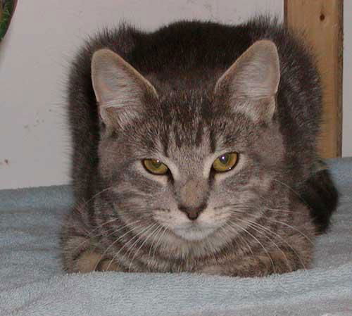 Kit