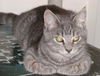 Kit