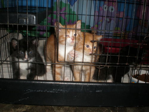 Kittens!