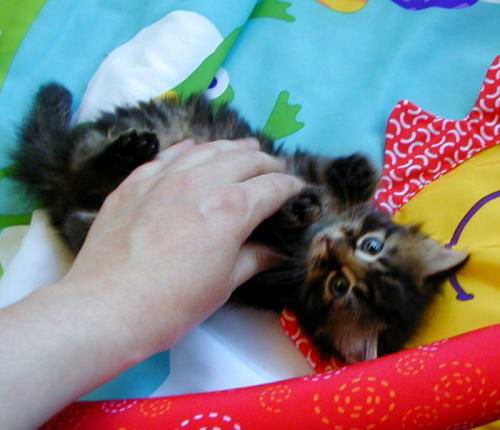 Maeve-Adopted