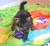 Maeve-Adopted