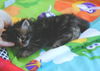 Maeve-Adopted