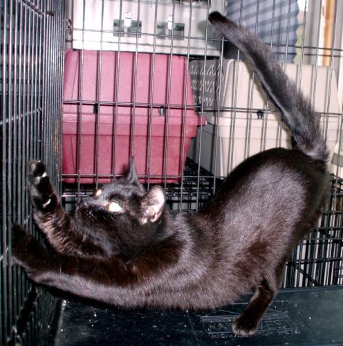 Magpie-Adopted!