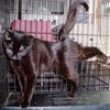 Magpie-Adopted!