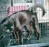 Magpie-Adopted!