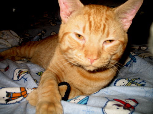 Otto-Adopted!