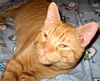 Otto-Adopted!