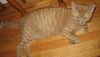 Otto-Adopted!