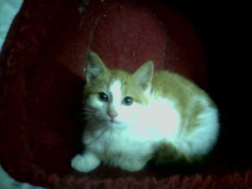 Ozzie-Adopted!