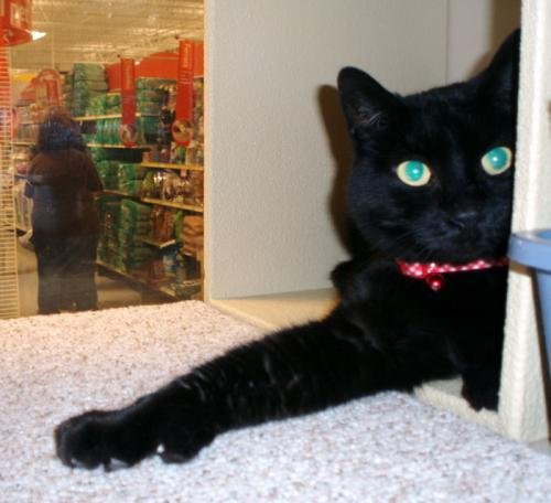 Panther-Adopted!